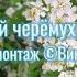Белый цвет черёмухи моя красивая песня Song Music песня природныепейзажи