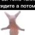 Кот танцует подпишись рекомендации рек мемы Fypシ