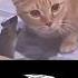 Доброе утро ребята TROLLFACE MEME