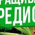 Редис раскрываем секреты успешного урожая