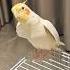 Milo Proves That Whistling Is The Secret Language Of Cuteness Cockatielscraze Birdsinging