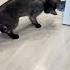 How To Confuse Cat Junya1gou Funny JUNYA Buồn Cười Short Junya Viral