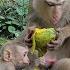 Beautiful Monkey Family Luna Video Enjoying Dinner Luno Lucie Luna