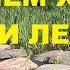 ПЕНИЕ КАМЫШОВКИ В ДУЭТЕ С ЛЯГУШКАМИ СОЗДАДУТ УЮТНУЮ АТМОСФЕРУ ТЕПЛА ДОБРА И СПОКОЙСТВИЯ