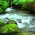 Amazing Nature Sounds Stream In The Beautiful Green Forest Birds Chirping