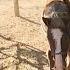 Dainty Rascal Dancing In Hay For Horses