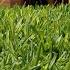 Best Of Hawaii 2024 Hawaiian Turfgrass ISLAND LIFE
