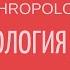 Что такое культурология What Is Social Anthropology Лекции по культурологии Культура