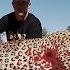 How Do South African Hunters Deal With Thousands Of Invading Leopards Hog Hunting