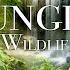 Jungle Wildlife In 4K Animals That Call The Jungle Home Rainforest Scenic Relaxation Film