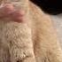 Mother Cat Lost One Leg But Raised Her Kittens Well Despite The Pain Animal In Crisis EP56