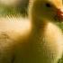 Kevin MacLeod Fluffing A Duck