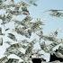 Helicopter Money Economic Strategy For COVIND19 Know The Fact