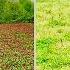 Growing Clover Fall Vs Spring Planting Side By Side Comparison