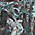 2Pac Only Fear Of Death Part 174 Gangsta Remix Xml Hdrxml Hdr Alightmotion Song