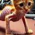 Don T Let Anyone Bring You Down Catsofyoutube Cats Ai Aiart Chubbyjr Workout