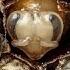Amazing Time Lapse Bees Hatch Before Your Eyes National Geographic
