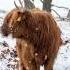 Lovely Animals 4 Animals Lovely Habibi