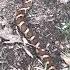 Milk Snake Sighting At Great Swamp Management Area In RI By My 4 Year Old Reptile Lover