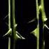 Type O Negative Haunted