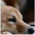 Holiday Pet Safety Top Toxins To Watch Out For VetFolioVoice PetCareTips