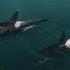 The FAMOUS Killer Whales Of Puget Sound