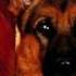 Kommissar Rex Soundtrack Kathy Sampson A Good Friend