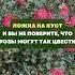 Ложка на куст и вы не поверите что розы могут так цвести цветы сад