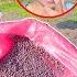 We Are Sowing Spinach Green Vegetable Sumnima S Farm House SumnimaRaini
