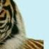 Difference Between Tiger And Leopard Tiger Vs Leopard