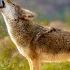 Coyote Sounds And Vocalizations