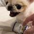 Angry And Cute Dog Shorts Dog Short