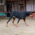 Music Lyrics Song Cover Unstoppable Dog Doberman Rotter Doglover Rotts Viralvideo V Vid
