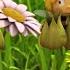 Nibbling Nectar Maya The Bee