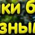 Травник или аквариум с живыми растениями Особенности подкормки растений