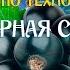 Черная смородина программа матрица по технологии Гаряева П П SoftRadio Ru