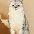 Cat Reaction Fast Edit Viral Fyp Viral Video Cat