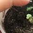 Седум Суккулент Размножение седума листом Размножение суккулента листом Succulents
