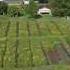 Heavenly Gardens Daylilies MAV Maryland Aerial Video