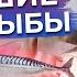 Никогда не ешь ЭТУ рыбу Что нужно знать о рыбе чтобы быть здоровым