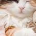 Calm Down Your Hyper Kitten With Deep Sleep Music For Cats The Sweetest Cat Music Cat Tunes