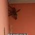 Biggest Spider I Ve Ever Seen Shorts