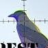 Pigeon Corvid Dove Airgun Pest Control