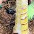 Very Good Bamboo Shoot Farming Amazing Bamboo Viral Fruit Wildlife Farmlife