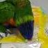 澳彩Rainbow Lorikeet 38