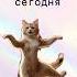 Котики собачки танцульки У кого так же