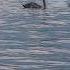 Swans In Flight Asher Fulero