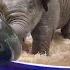 Top Ten Baby Elephants At Play Elephantnews