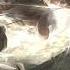 Apple Seed Extended Attack On Titan Season 3