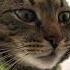 Шапочку надо одевать шапочкунадоодевать кот Meow Cat Viral Bestvideo